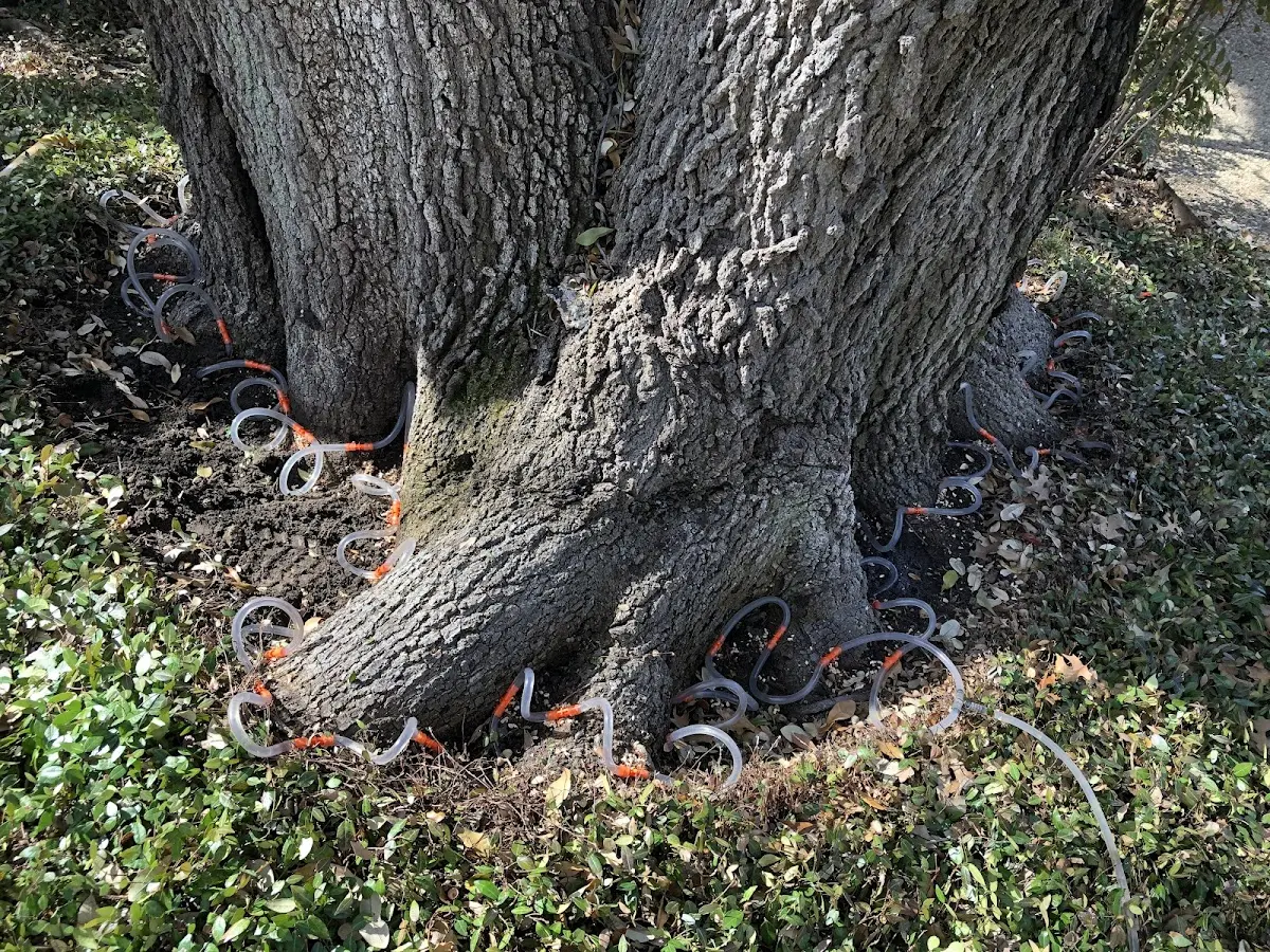 Detailed Tree Cabling and Bracing job site in Nespelem